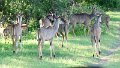 Kudus Limpopo